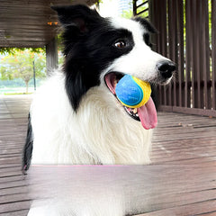 Dog Chew Ball with Sound